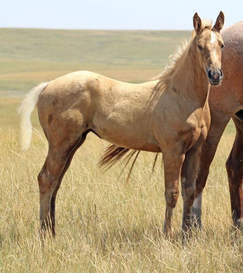 044 - Colonels Frost filly